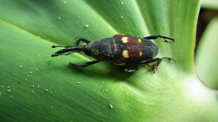 Cactophagus bolivari