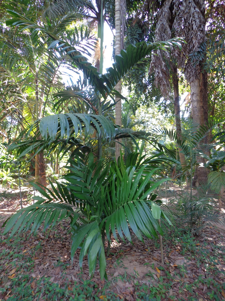 Cau Rung (Areca laosensis)