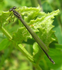 Enallagma antennatum