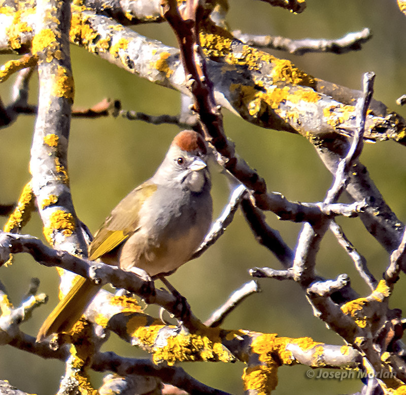 Green-tailed Towhee