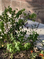 Chlorostilbon lucidus