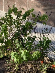 Chlorostilbon lucidus