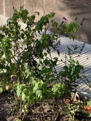 Chlorostilbon lucidus