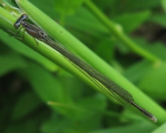 Enallagma exsulans