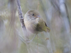 Pachysylvia aurantiifrons