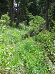 Lilium parvum