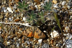Odontiini