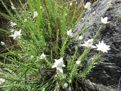 Rhodanthe anthemoides