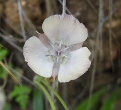 Calochortus umbellatus