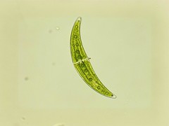 Closterium moniliferum