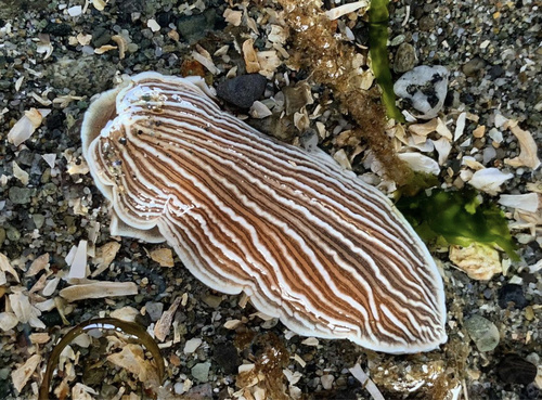 Striped Nudibranch