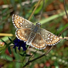 Pyrgus sidae