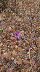 Moraea worcesterensis