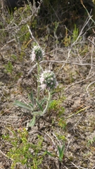 Echiostachys ecklonianus