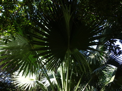 Corypha umbraculifera