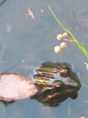Leptodactylus luctator
