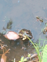 Leptodactylus luctator