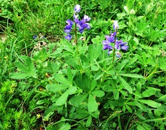 Lupinus arcticus