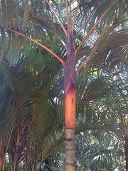 Pinanga caesia