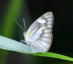 Appias libythea olferna