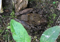 Pristimantis labiosus
