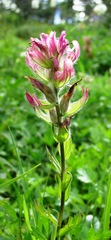 Castilleja parviflora oreopola