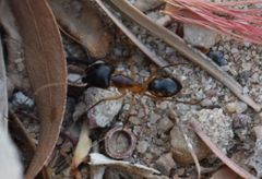 Camponotus thoracicus