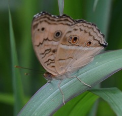 Junonia almana javana