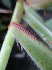 Helicorthomorpha