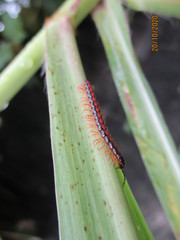 Helicorthomorpha