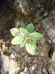 Plantago camtschatica