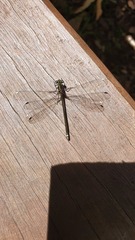 Miniargiolestes minimus