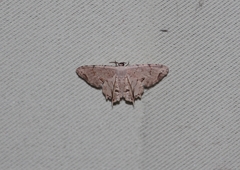 Dysaethria flavistriga