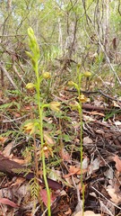 Thelymitra fuscolutea