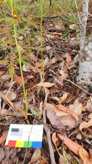 Thelymitra fuscolutea
