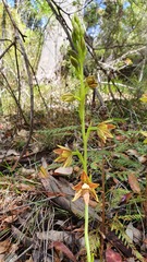 Thelymitra fuscolutea