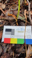 Thelymitra fuscolutea