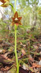 Thelymitra fuscolutea