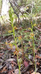 Thelymitra fuscolutea