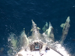 Delphinus