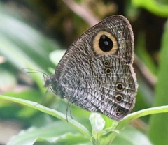 Ypthima horsfieldii humei