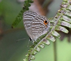 Jamides celeno aelianus