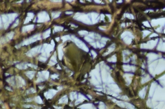 Stigmatura budytoides