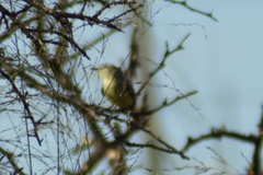 Stigmatura budytoides