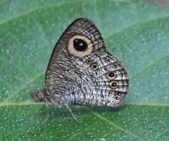 Ypthima horsfieldii humei