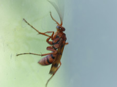 Tachypompilus mendozae