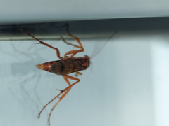 Tachypompilus mendozae