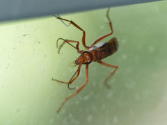 Tachypompilus mendozae