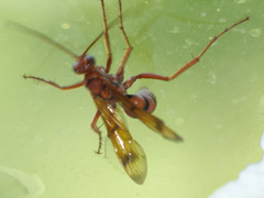 Tachypompilus mendozae