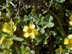 Oxalis subacaulis